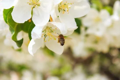 Bee on a blossoms tree Stock Photos