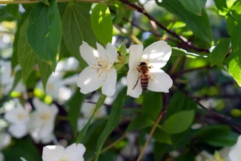 Bee On A Blossoms Tree Stockfoto's