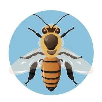 Bee on the blue background Stock Illustration