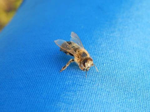 Bee On Blue Canvas Stock Photos