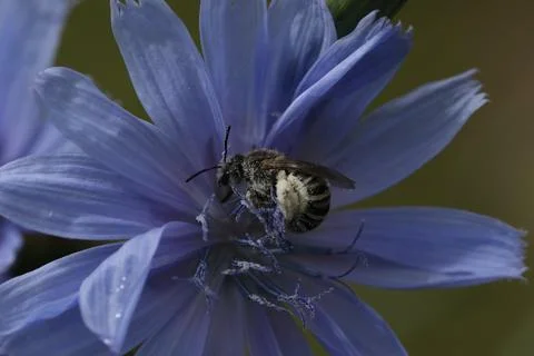 Bee on the blue chicory flowers. Close up. Summer time Foto stock