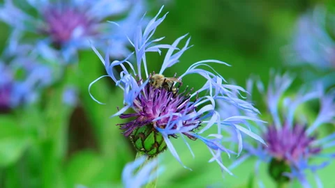 Bee in a blue flower and start to fly, slow motion Stock-Footage 114824370