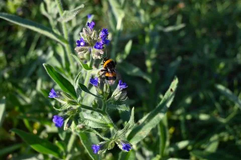 Bee on Blue Flower Close-Up, Pollination and Nature Concept Stockfoto's
