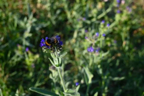 Bee on Blue Flower Close-Up, Pollination and Nature Concept Stockfoto's