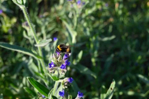 Bee on Blue Flower Close-Up, Pollination and Nature Concept Stockfoto's