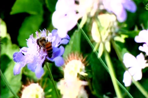 Bee on Blue Flower Stock Footage 215641