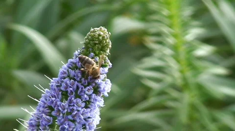 Bee on blue Flower Stock Footage 365600