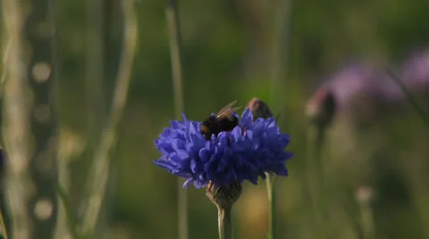 Bee on blue flower Stock Footage 26097781
