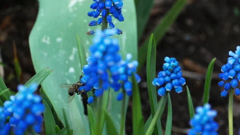 Bee on a blue flower Video stock 157430191