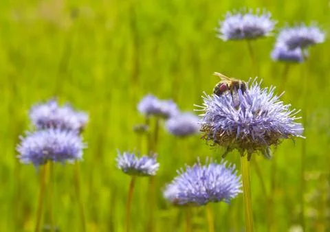 Bee on a blue flower Stock Photos