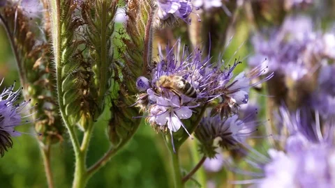 Bee on a blue flowers 動画素材 77767118