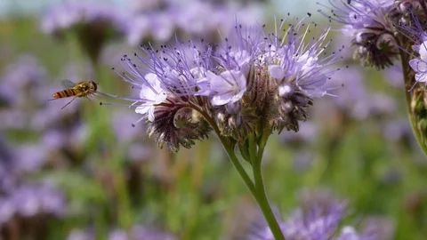 Bee on a blue flowers Stock Footage 77767126
