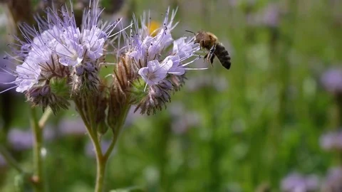 Bee on a blue flowers Stock Footage 77767147