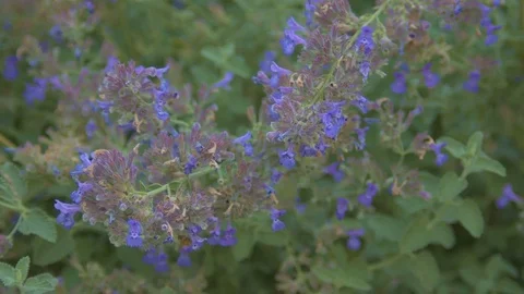 Bee in Blue Flowers Stock Footage 79628979