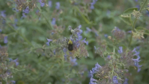 Bee on Blue Flowers Stock Footage 90147752
