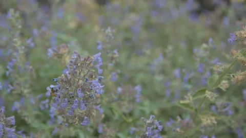 Bee on Blue Flowers Stock Footage 90147857