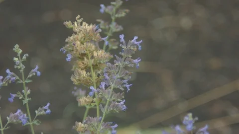 Bee on Blue Flowers Stock Footage 90148163