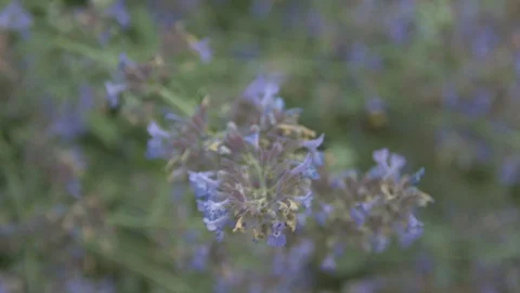 Bee on Blue Flowers Stock Footage 90148310
