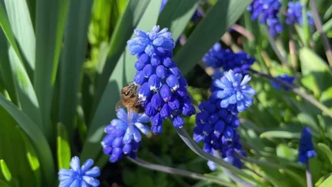 A bee on a blue grape hyacinth in green nature Stock Footage 240045014