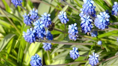 Bee on blue muscari Stock Footage 194740793