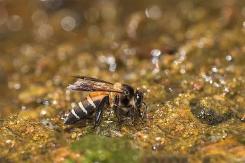 Bee with Bokeh background. 写真素材