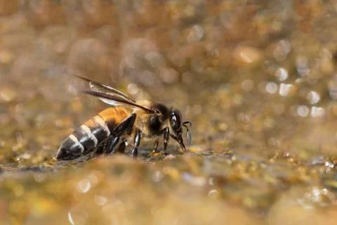 Bee with Bokeh Stock Photos