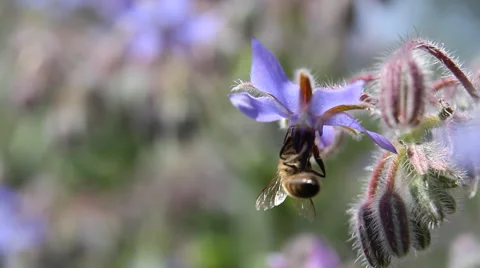 Bee on a borage flower Stock Footage 56057995