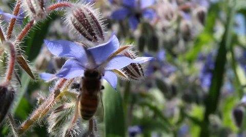 Bee on a borage flower Stock Footage 56058593