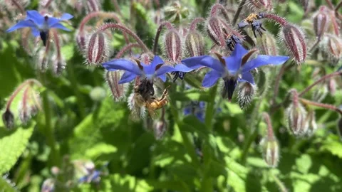 Bee on borage flower. Pollination Stock Footage 182509400