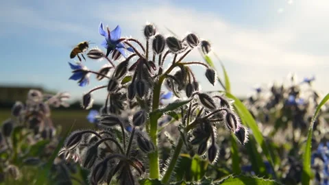 Bee on borage. Stock Footage 178600482