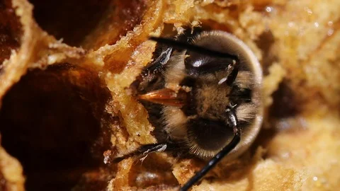 Bee born from pilo on honeycomb Stock Footage 89689379