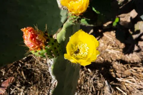 Bee at the bottom of a flower 库存照片