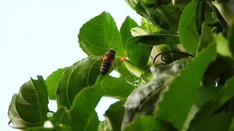 Bee bottom view cleaning its legs. Stock Footage 211290712