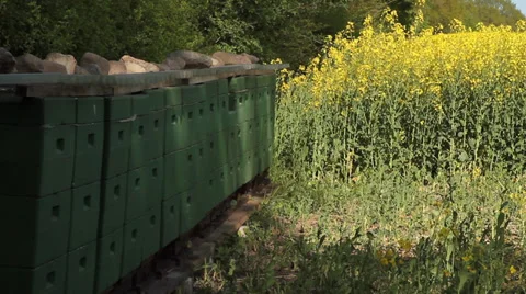 Bee boxes in a rape field with honeybees Stock-Footage 37585712