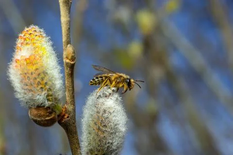 A bee on a branch of a blooming willow Stock Photos