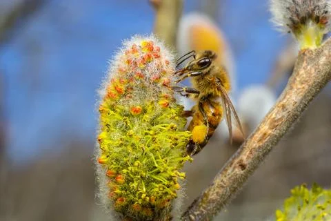 A bee on a branch of a blooming willow Stock Photos