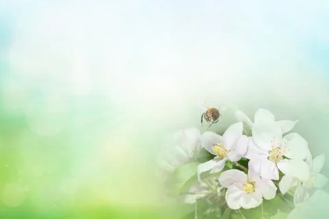 Bee on branch of blossom cherry in spring close-up macro on nature on green a Foto stock