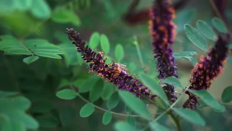 The bee on the branch flower is flying and collecting nectar Stock Footage 154751431