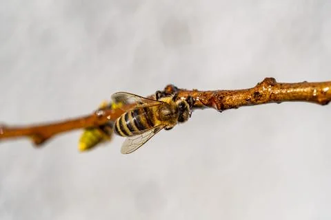 A bee is on a branch 스톡 사진