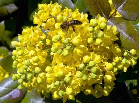 Bee on a branch Stock Photos