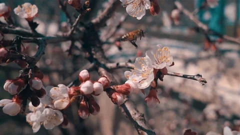 Bee on the branch Slow Motion Video Stock Footage 107384008