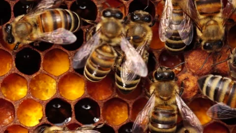 Bee bread: the bee pollen stored in the combs. Inside the Beehive - A honeycomb Stock Footage 151249329