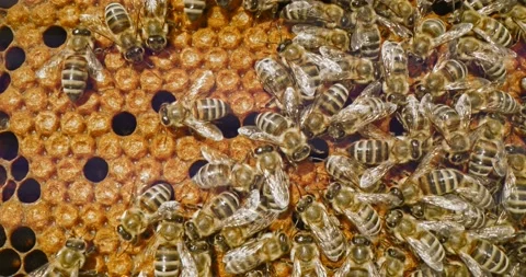 Bee Bread Propolis Cream Natural Raw Honey Products Monofloral And Polyfloral Stock Footage 139685691