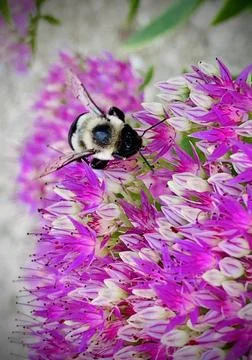 Bee on Bright Flowers Stock Photos