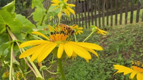 Bee on a Bright Yellow Flower Stock Footage 285652220