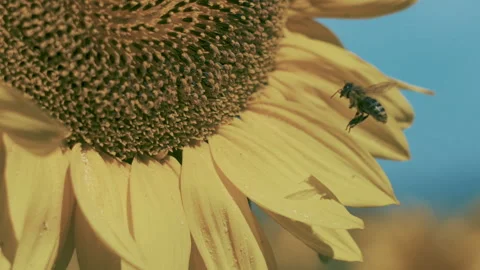 A bee on a bright yellow sunflower Stock Footage 246574737