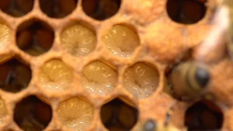 Bee Brood. In beekeeping, bee brood or brood refers to the eggs Video stock 120226370