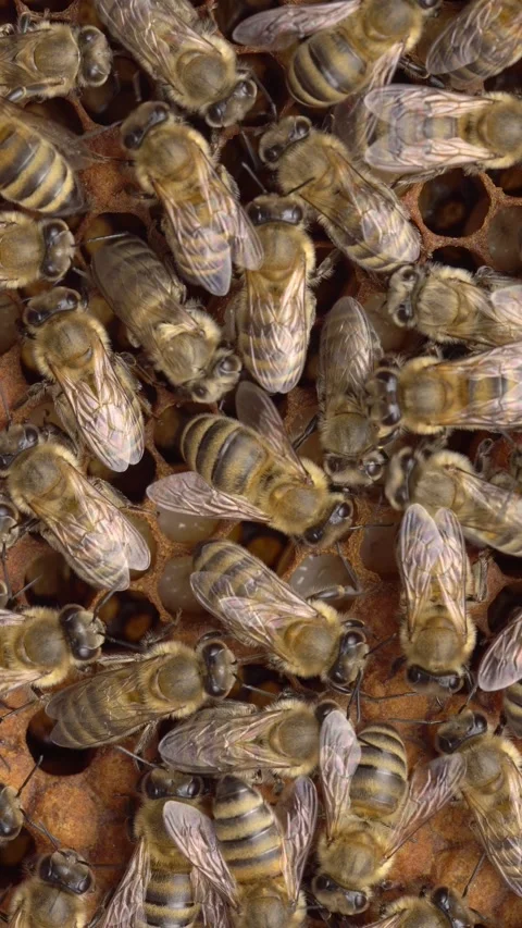 Bee brood, larvae, pupae, capped cells. Honey bee life cycle, Beekeeping Stock Footage 321267416
