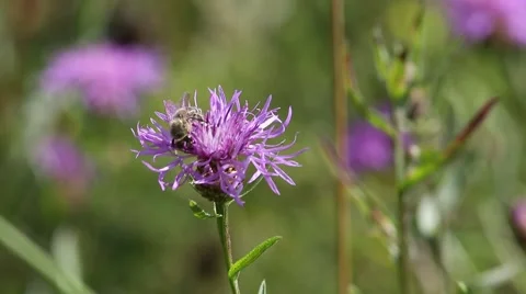 Bee is on a brown knapweed flower Video stock 68009107