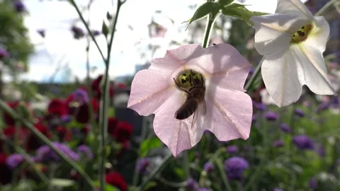 Bee browsing between two flowers Stock Footage 136531600